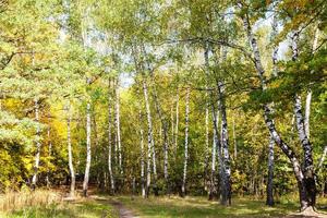 footpath on meadow in birch grove in forest photo