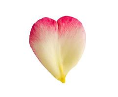 Heart shape rose petals isolated on white background with clipping path photo