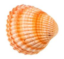 striped orange shell of cockle isolated on white photo