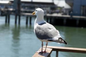 View of seagull at Pier photo