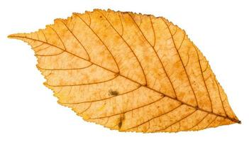 back side of yellow autumn leaf of parthenocissus photo