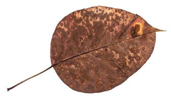 back side of old autumn pied leaf of pear tree photo