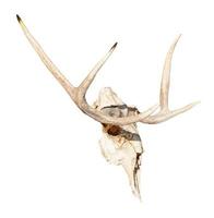 side view of skull of young moose animal isolated photo