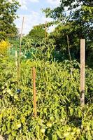 tomato bushes with stakes in garden in evening photo