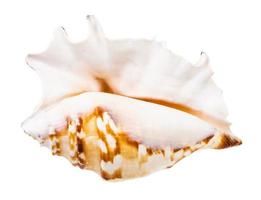 concha vacía de caracol de mar aislado en blanco foto