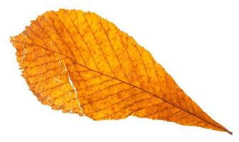 autumn broken yellow leaf of horse chestnut tree photo