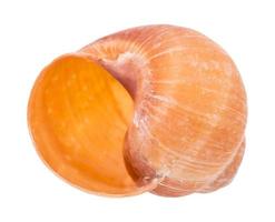 empty orange shell of snail isolated on white photo