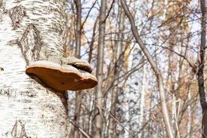 polypore fungi of birch tree trunk photo