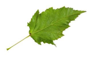 leaf of amur maple acer tataricum ginnala tree photo