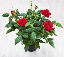 green bush with red rose flowers in flowerpod photo