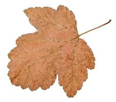 back side of dried leaf of viburnum tree isolated photo