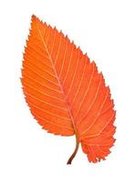 back side of orange and red leaf of elm tree photo