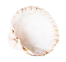 empty white shell of cockle isolated on white photo