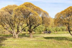 yellow willow trees on meadow near pond in autumn photo