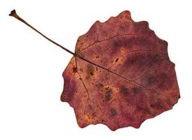 reverso de la hoja roja caída del árbol de álamo temblón foto