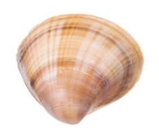 striped brown conch of clam isolated on white photo