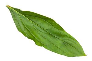 hoja verde fresca de la planta de peonía aislada en blanco foto