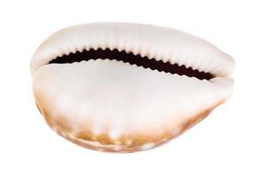 empty shell of cowry isolated on white photo