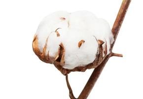 boll of cotton plant with wool on branch isolated photo