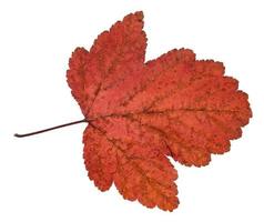 dried leaf of viburnum tree isolated on white photo