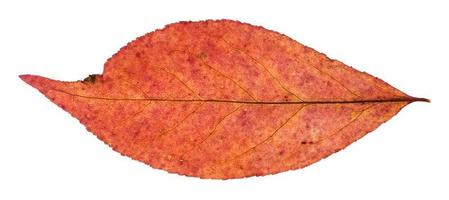 hoja de otoño roja de sauce aislado foto