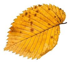 fallen leaf of elm tree isolated on whit photo