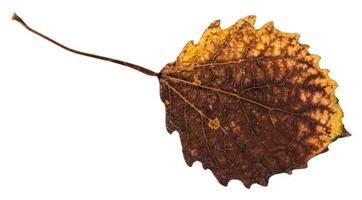 rotten dried leaf of aspen tree isolated photo