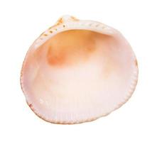 empty orange and pink shell of cockle isolated photo