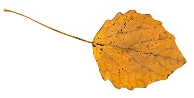 hoja caída de álamo temblón aislada en blanco foto