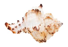 concha blanca de molusco aislado en blanco foto