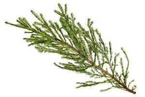 natural branch of spruce tree isolated on white photo