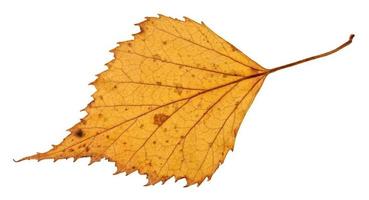 back side of dried leaf of birch tree isolated photo