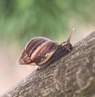 close up of a snail on a tree