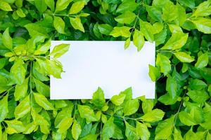 Paper card note on green leaves background with copy space photo