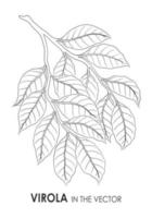 VECTOR SKETCH OF A VIROLA TWIG ON A WHITE BACKGROUND