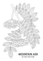 VECTOR SKETCH OF A MOUNTAIN ASH ON A WHITE BACKGROUND