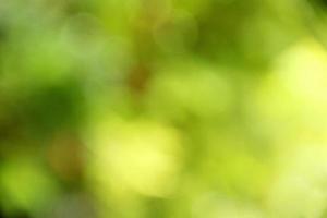 blur bokeh background green nature photo