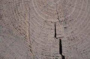 Tree rings. Wooden Background and texture. photo