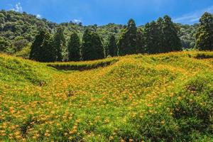 granja de flores de azucenas en la montaña chike en el municipio de yuli, hualien, taiwán foto
