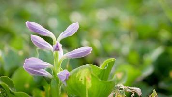 Common water hyacinth or Eichhornia crassipes photo