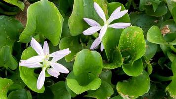 top view of Common water hyacinth or Eichhornia crassipes photo