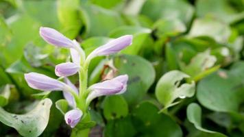 Common water hyacinth or Eichhornia crassipes photo