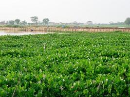 Common water hyacinth or Eichhornia crassipes photo