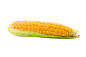 corn on the cob png