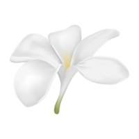 plumeria flower for spa or decorate easy to use, for your health and care advertising or traditional food, white flower png