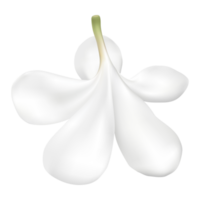 plumeria blomma för spa eller dekorera lätt till använda sig av, för din hälsa och vård reklam eller traditionell mat, vit blomma png