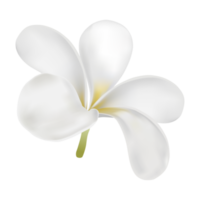 Plumeria-Blume für Spa oder Dekoration, einfach zu verwenden, für Ihre Gesundheits- und Pflegewerbung oder traditionelles Essen, weiße Blume png