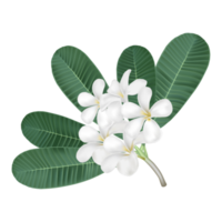 Plumeria-Blume für Spa oder Dekoration, einfach zu verwenden, für Ihre Gesundheits- und Pflegewerbung oder traditionelles Essen, weiße Blume png