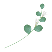 fleur blanche, fleur murraya, beau floral. png