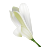 vit blomma, murraya blomma, skön blommig. png